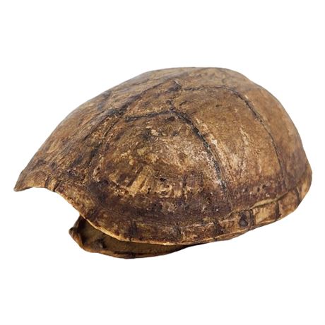 Vintage Genuine Small Turtle Shell