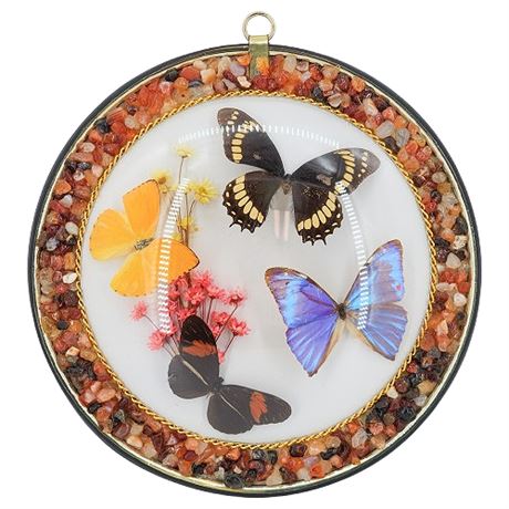 Vintage Taxidermy Butterflies Under Convex Glass w/ Gravel Frame