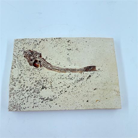 Authentic Fossil Specimen