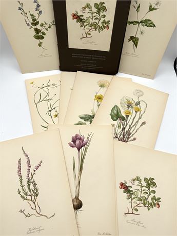 Blumen-Atlas  A Folio of 14 German botanicals circa 1951