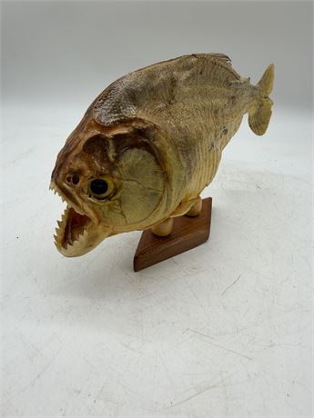 Authentic Taxidermy Piranha Mount Set Onto Custom Wooden Pedestal Base