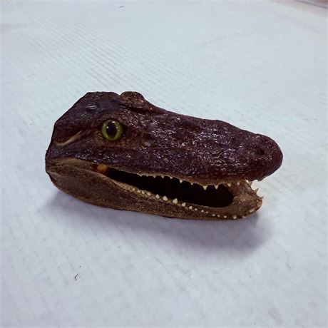 7” Alligator Head
