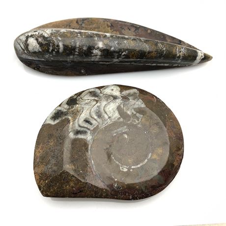 Genuine Polished Orthoceras & Ammonite Fossils