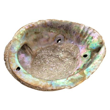 Huge 7.5" Abalone Smudge Shell