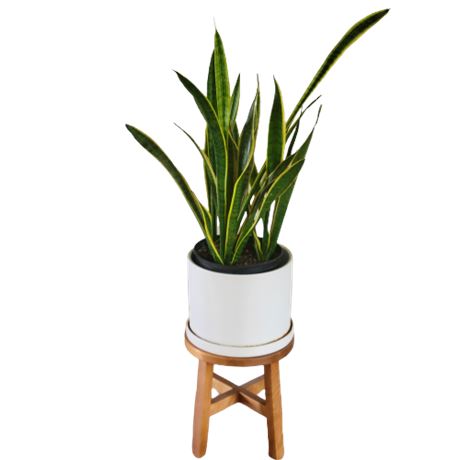 Sansevieria Laurentii - Snake Plant in Planter w/ Wood Plant Stand