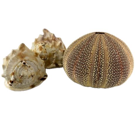 Lot of Seashells