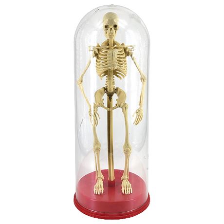 Vintage Plastic Anatomical Human Skeleton Model