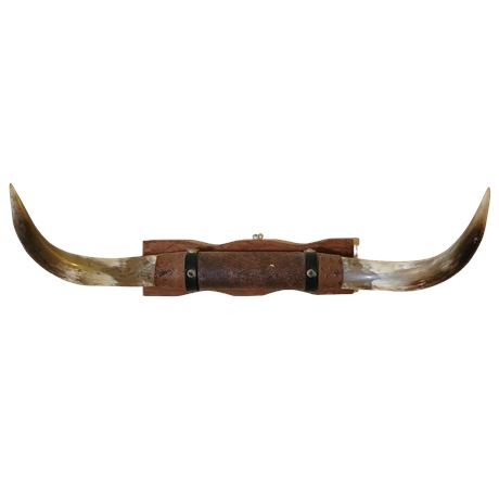 Wall Mounted Polished Bull Horns