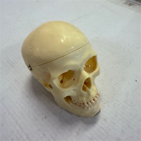 Medical School Polymer Human Skull -