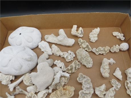 BOX LOT OF KEY WEST CORAL ROSE ROCKS & SEA BISCUITS